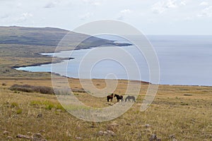 View from the summit of the Poike volcano of a group of wild horses and along the northern coast of Easter Island. Easter Island,