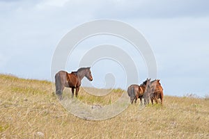 View from the summit of the Poike volcano of a group of wild horses. Easter Island, Chile