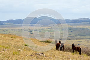 View from the summit of the Poike volcano of a group of wild horses. Easter Island, Chile