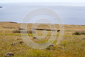 View from the summit of the Poike volcano of the landscape of Easter Island and a group of wild horses. Easter Island, Chile