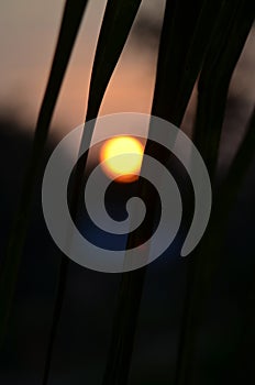 View of sun betwen a silhouette coconut leaves in sunset scene