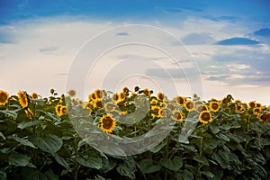 View on sunflower field with cloudly sky