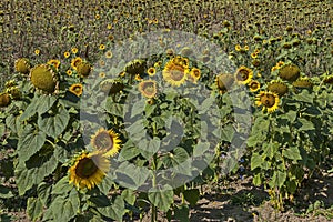 View of sunflower field with different ripeness in autumn, Bailovo village