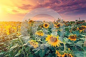 View of sunflower field