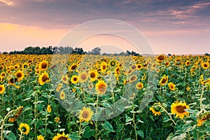 View of sunflower field