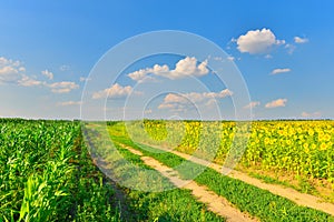 View of sunflower field in summer countryside