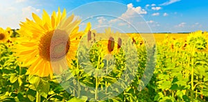 View of sunflower field in summer countryside.