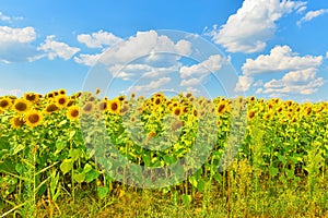 View of sunflower field in summer countryside