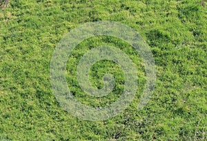 PATCH OF UNEVEN GREEN GRASS