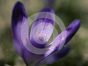 View at sunlit purple crocus flower in springtime. Morning dew on petals of a flower. Super macro photo of a crocus flower