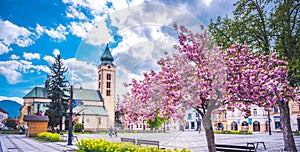 View in sunny day with blossoming tree . buildings in the city center of Liptovsky Mikulas. town in northern Slovakia, in the his