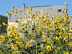 View of sunny  yellow flowers, botanical garden,   Helsinki, Finland