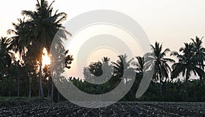 A view of sunrise in Indian agriculture field