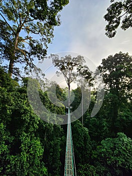 View of sunrise over canopy walkway in Danum Valley rain forest in lahad Datu