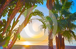 The view of sunrise through the palms, Malagueta beach, Malaga, Spain
