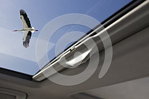 View through sunroof car with stork flying