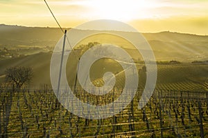 View at sunset over the vineyards in the hills of the Langhe in Piedmont Italy