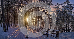 View of sunset with snowy pine forest with sun rays coming through and wooden path for relaxing walk. Covered in snow pine, fir