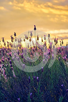 View in the sunset Sunset of Spanish Lavender stoechas, Spanish Lavender lavender, Lavandula pedunculata, French Lavender,