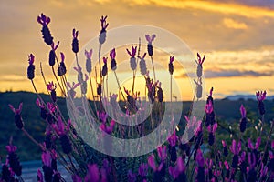 View in the sunset Sunset of Spanish Lavender stoechas, Spanish Lavender lavender, Lavandula pedunculata, French Lavender,