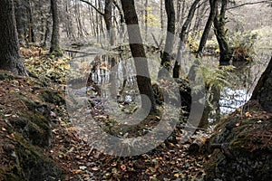 View on swamp in autumn, brown and black colors