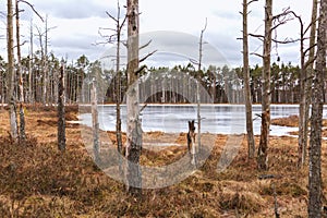 View of a swamp during the day with windswept pines, brown small grass and a swamp forest path above water ditches and ponds