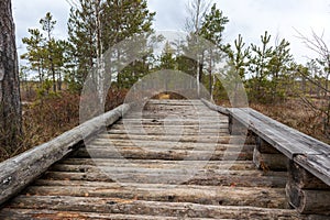 View of a swamp during the day with windswept pines, brown small grass and a swamp forest path above water ditches and ponds