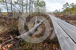 View of a swamp during the day with windswept pines, brown small grass and a swamp forest path above water ditches and ponds