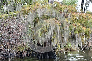 View from a Swamp Tour near New Orleans, Louisiana