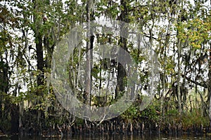 View from a Swamp Tour near New Orleans, Louisiana