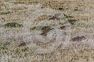 View of the swampy ground, covered with dry grass