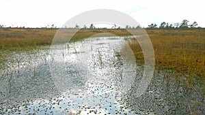 View of swampy vegetation on a windy day in autumn.