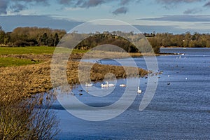 A view of swans and ducks along the shore of Pitsford Reservoir, UK