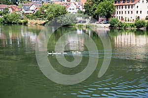 View on swans swimming on the neckar in heidelberg germany