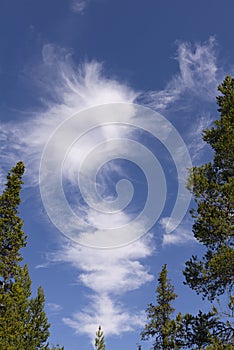 Blue sky with Nordland conifers photo