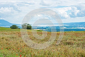 View from the Swiss Jura mountains over a corn field with poppies towards the midland with Lake Neuchatel