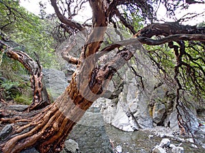 Tabaquillo tree at a reserve in Villa de Merlo, San Luis, Argentina photo