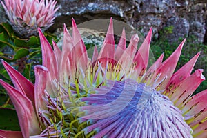View of Table Mountain and Cape Town city at sunrise, With a king protea in foreground