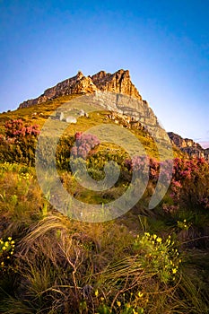 View of Table Mountain from Kloof Corner hike at sunset in Cape Town, western Cape, South Africa