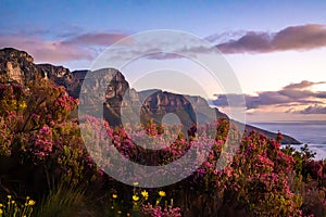 View of Table Mountain from Kloof Corner hike at sunset in Cape Town, western Cape, South Africa