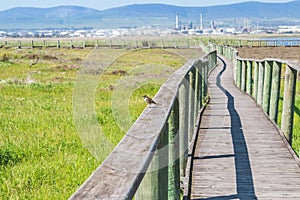 View of Table Mountain with a wooden board walk running through a wetland park
