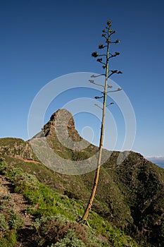 View of the Taborno mountain in National Park Anaga, Tenerife, Canary Islands, Spain. photo