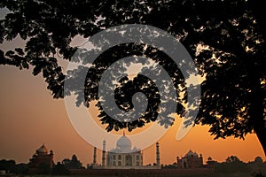 View of Taj Mahal framed by a tree crown at sunset, Agra, Uttar
