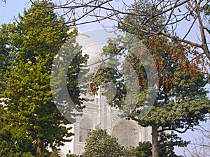 View of the Taj Mahal through the tree branches