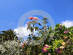 Tall carnation pink and yellow flowers with a blue sky