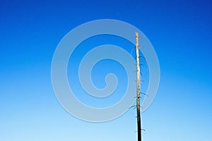 View of a tall dry tree under a clear blue sky