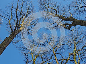 View of tall forest trees with bare branches against a blue sunlit sky