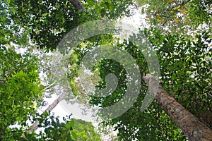 A view of tall green tree from below