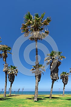 View of tall palm trees planted on the lawn next to the beach and the boulevard in Tel-Aviv against a clear blue clear sky as back