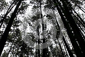 View of tall pine trees in Gunung Pancar, Bogor, Indonesia. Pine forest silhouette. Silhouette of pine trees in the morning